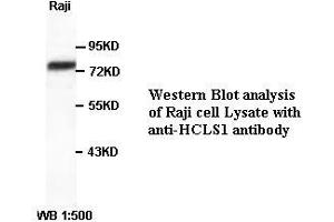 Image no. 1 for anti-Hematopoietic Cell-Specific Lyn Substrate 1 (HCLS1) antibody (ABIN790843) (HCLS1 antibody)