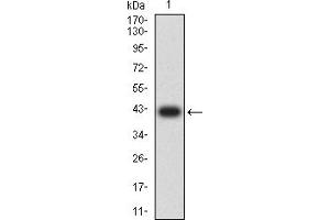 Western blot analysis using LRP3 mAb against human LRP3 (AA: extra 43-184) recombinant protein.