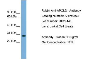 WB Suggested Anti-APOLD1  Antibody Titration: 0. (APOLD1 antibody  (Middle Region))