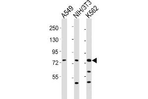 All lanes : Anti-DVL3 Antibody (C-term) at 1:2000 dilution Lane 1: A549 whole cell lysates Lane 2: NIH/3T3 whole cell lysates Lane 3: K562 whole cell lysates Lysates/proteins at 20 μg per lane. (DVL3 antibody  (C-Term))