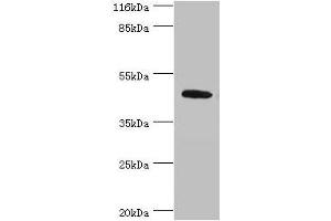 Western blot All lanes: ATG4A antibody at 2 μg/mL + Mouse brain tissue Secondary Goat polyclonal to rabbit IgG at 1/10000 dilution Predicted band size: 46, 39, 37, 43 kDa Observed band size: 46 kDa (ATG4A antibody  (AA 1-214))