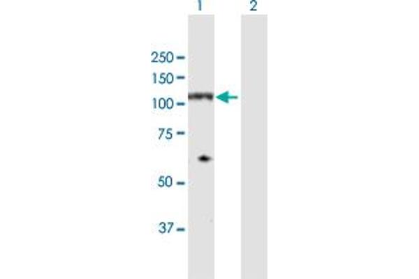 NDST4 antibody  (AA 1-872)