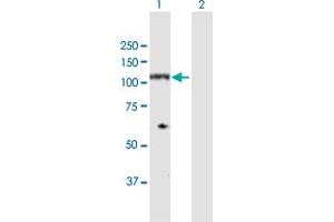 Western Blot analysis of NDST4 expression in transfected 293T cell line by NDST4 MaxPab polyclonal antibody. (NDST4 antibody  (AA 1-872))
