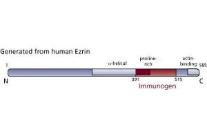 Image no. 3 for anti-Ezrin (EZR) (AA 391-515) antibody (ABIN968058)