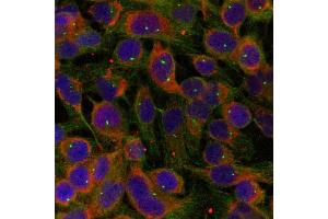 Immunofluorescence (IF) image for anti-Family with Sequence Similarity 129, Member B (FAM129B) (AA 710-714) antibody (ABIN363055) (MEG3 antibody  (AA 710-714))