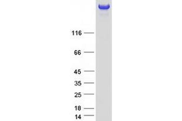 SDK2 Protein (Myc-DYKDDDDK Tag)