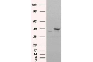 Western Blotting (WB) image for anti-Flotillin 1 (FLOT1) (C-Term) antibody (ABIN2465210) (Flotillin 1 antibody  (C-Term))