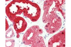 Anti-PSAT1 antibody IHC staining of human kidney. (PSAT1 antibody  (AA 48-328))