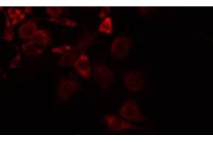 SLC16A13 antibody  (C-Term)