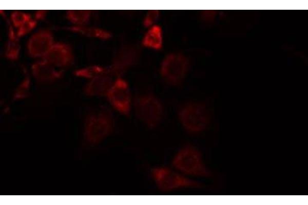 SLC16A13 antibody  (C-Term)