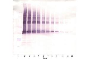 Image no. 2 for anti-Nanog Homeobox (NANOG) antibody (ABIN181660) (Nanog antibody)