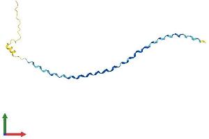 AlphaFold protein structure predicition of Human Recombinant PCOTH Protein, UniprotID Q58A44 (PCOTH Protein (AA 1-107) (His tag))
