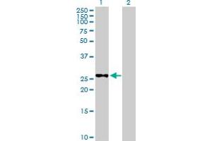 METTL6 antibody  (AA 1-255)