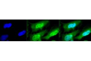 Immunocytochemistry/Immunofluorescence analysis using Rat Anti-HSF1 Monoclonal Antibody, Clone 10H8 (ABIN361703 and ABIN361704).