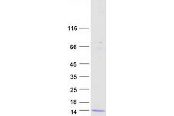 Defensin beta 6 (DEFB6) protein (Myc-DYKDDDDK Tag)