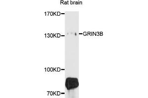 Western blot analysis of extracts of rat brain cells, using GRIN3B antibody.