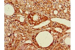 Immunohistochemistry of paraffin-embedded human adrenal gland tissue using ABIN7167074 at dilution of 1:100 (RGL2 antibody  (AA 145-328))