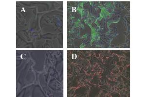 Immunofluorescence (IF) image for anti-Collagen, Type I (COL1) antibody (ABIN5596819)