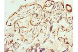 Immunohistochemistry of paraffin-embedded human placenta tissue using ABIN7169316 at dilution of 1:100 (PPEF1 antibody  (AA 301-500))