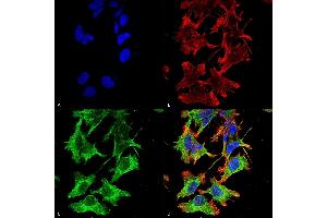 Immunocytochemistry/Immunofluorescence analysis using Mouse Anti-GluN1/NR1 Monoclonal Antibody, Clone S308-48 (ABIN1027724). (GRIN1/NMDAR1 antibody  (AA 42-361))