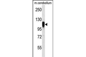 FBX41 Antibody (N-term) (ABIN656516 and ABIN2845787) western blot analysis in mouse cerebellum tissue lysates (35 μg/lane). (FBXO41 antibody  (N-Term))