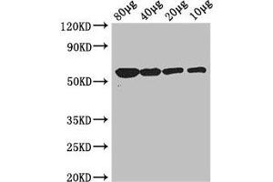 Western Blot Positive WB detected in: Rosseta bacteria lysate at 80 μg, 40 μg, 20 μg, 10 μg All lanes: glpK antibody at 3 μg/mL Secondary Goat polyclonal to rabbit IgG at 1/50000 dilution Predicted band size: 57 kDa Observed band size: 57 kDa (Glycerol Kinase antibody  (AA 2-502))