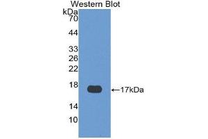Western Blotting (WB) image for anti-Hemoglobin, alpha 1 (HBA1) (AA 1-142) antibody (ABIN1175980)