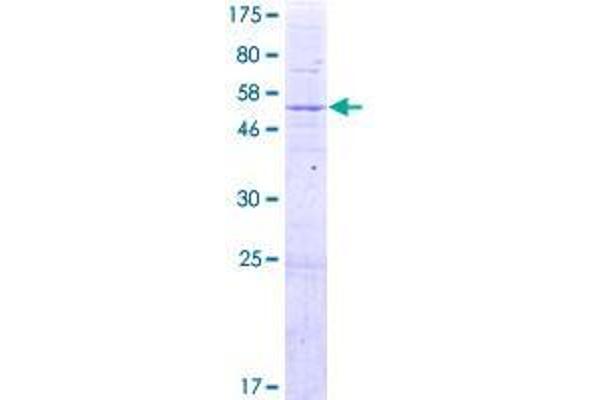 RG9MTD1 Protein (AA 1-252) (GST tag)