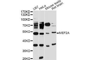 Western blot analysis of extracts of various cell lines, using MEF2A antibody (ABIN5998204) at 1/1000 dilution. (MEF2A antibody)