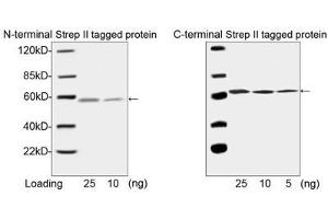 Western blot analysis of N-terminal and C-terminal Strep II tagged fusion protein using ABIN962829 (1 µg/ml). (Strep Tag II antibody (Biotin))