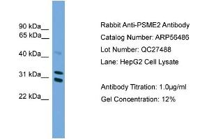 WB Suggested Anti-PSME2  Antibody Titration: 0. (PSME2 antibody  (Middle Region))