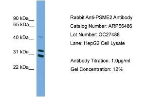 WB Suggested Anti-PSME2  Antibody Titration: 0.