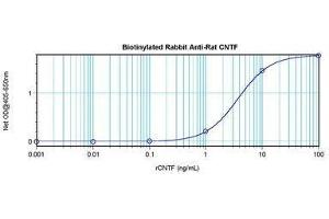 Image no. 1 for anti-Ciliary Neurotrophic Factor (CNTF) antibody (Biotin) (ABIN465709) (CNTF antibody  (Biotin))