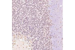 Immunohistochemistry analysis of paraffin embedded rat cerebellum using Zfpm2 (ABIN7076277) at dilution of 1: 900 (ZFPM2 antibody)
