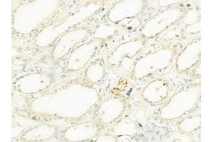 ABIN6261333 and ABIN6273113 at 1/100 staining human normal kidney tissue by IHC-P. (DNAJC10 antibody  (C-Term))