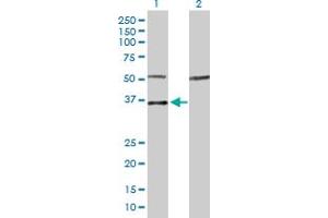 Western Blot analysis of MYOG expression in transfected 293T cell line by MYOG MaxPab polyclonal antibody. (Myogenin antibody  (AA 1-224))