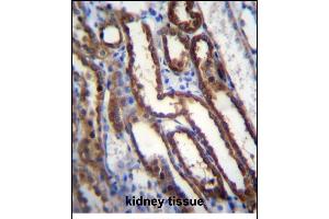 NXN Antibody (Center) (ABIN656415 and ABIN2845708) immunohistochemistry analysis in formalin fixed and paraffin embedded human kidney tissue followed by peroxidase conjugation of the secondary antibody and DAB staining.
