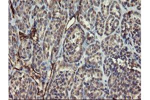 Image no. 1 for anti-Platelet/endothelial Cell Adhesion Molecule (PECAM1) antibody (ABIN1497246) (CD31 antibody)