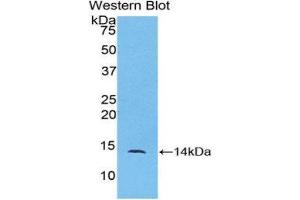 Western Blotting (WB) image for anti-Chemokine (C-C Motif) Ligand 24 (CCL24) (AA 27-119) antibody (ABIN1078374) (CCL24 antibody  (AA 27-119))