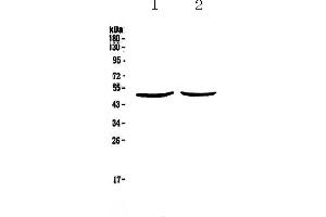 Western blot analysis of PLAU using anti-PLAU antibody . (PLAU antibody  (AA 179-431))