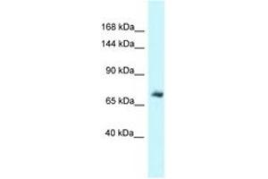 Image no. 1 for anti-Moesin (MSN) (C-Term) antibody (ABIN6747680) (Moesin antibody  (C-Term))
