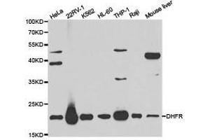 Western Blotting (WB) image for anti-Dihydrofolate Reductase (DHFR) antibody (ABIN1872261)