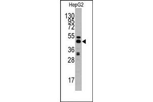 Image no. 1 for anti-Adenosylhomocysteinase (AHCY) (C-Term) antibody (ABIN357877)