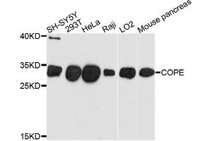 Western blot analysis of extracts of various cells, using COPE antibody.