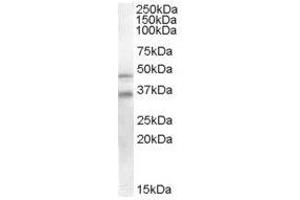 Image no. 1 for anti-GULP, Engulfment Adaptor PTB Domain Containing 1 (GULP1) (C-Term) antibody (ABIN374220) (GULP1 antibody  (C-Term))