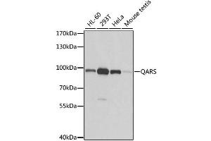 Western blot analysis of extracts of various cell lines, using QARS antibody.