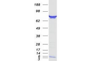 Validation with Western Blot (PPM1G Protein (Transcript Variant 2) (Myc-DYKDDDDK Tag))