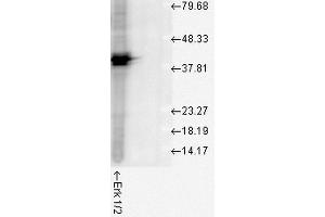 Western blot analysis of Human Cell line lysates showing detection of ERK1 protein using Rabbit Anti-ERK1 Polyclonal Antibody . (ERK1 antibody  (Atto 594))