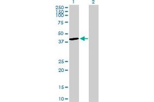 Western Blot analysis of DUSP4 expression in transfected 293T cell line by DUSP4 MaxPab polyclonal antibody. (DUSP4 antibody  (AA 1-394))