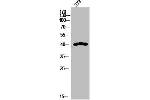 Western Blot analysis of 3T3 cells using Peroxin 7 Polyclonal Antibody (PEX7 antibody  (Internal Region))